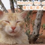 【睡眠用BGM音小さめ】眠り猫と癒し音楽Vol.17