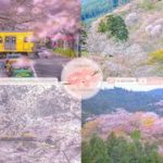 Japanese Sakura Relaxation Photos EP239 | Relaxing Music • 美しいリラックスミュージック • ヨガ瞑想リラクゼーション • 美しい音色 ピアノ