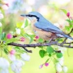 ただひたすら鳥のさえずり〜Just a bird singing〜【睡眠用、マインドフルネス瞑想】
