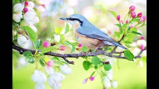 ただひたすら鳥のさえずり〜Just a bird singing〜【睡眠用、マインドフルネス瞑想】