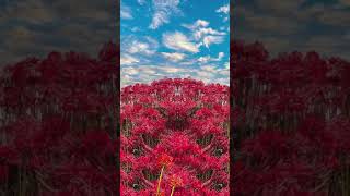 癒し、リラクゼーション、瞑想、睡眠音楽#Shorts