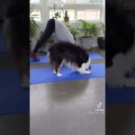 犬と一緒にヨガしてみたら可愛すぎた　#shorts