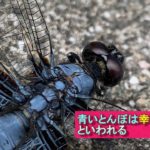 幸運の青いトンボ　 #トンボ  #スピリチュアル #幸運 #spiritual #dragonfly #good #luck