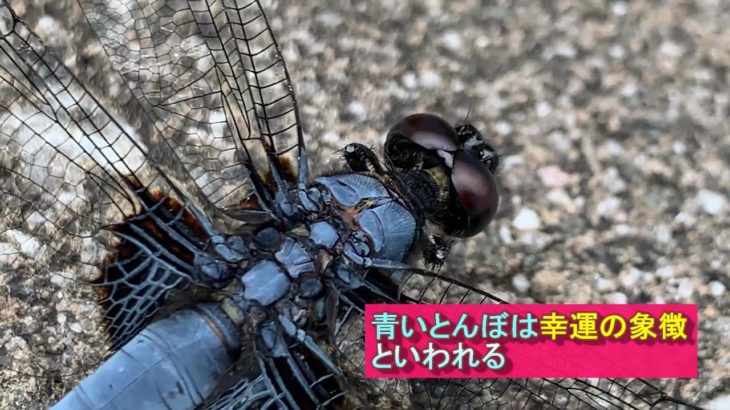 幸運の青いトンボ　 #トンボ  #スピリチュアル #幸運 #spiritual #dragonfly #good #luck