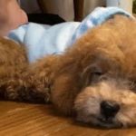 子犬トイプードルの昼寝！　犬の睡眠　癒し動画　toy poodle No.6