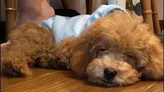 子犬トイプードルの昼寝！　犬の睡眠　癒し動画　toy poodle No.6