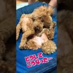どうしてこうなった #トイプードル #ペット #犬 #ヨガ#toypoodle #dogs #yoga