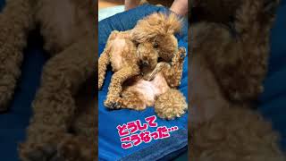 どうしてこうなった #トイプードル #ペット #犬 #ヨガ#toypoodle #dogs #yoga