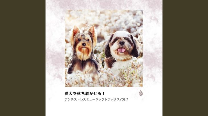 穏やかなマインドフルネスサウンズ