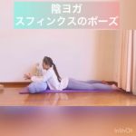 陰ヨガ スフィンクスのポーズ