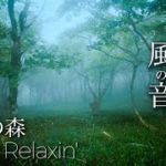 幻想的な癒しのピアノと風の音『朝霧の森』 睡眠・瞑想 ・作業用／【ヒーリング ミュージック・ 癒し音楽・癒しピアノ】