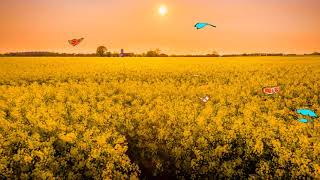 ゆったりと意識が遠くなり心地良く眠る 癒しの睡眠導入音楽｜寝る前に聴いてリラックスするソルフェジオ周波数入りヒーリングミュージック