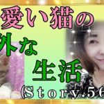 【スピリチュアル】猫や動物のも性格や考えることもあります。集団でクラス猫の心理を霊視しました。『魔法のニベルセーヌ』