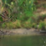【眩しくない】熟睡睡眠用 雨の音。-  勉強用、自然、癒し、癒し系、癒し水、自然音、ヒーリング、流れる川