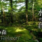 【ヒーリング ミュージック】せせらぎの水の音と神秘的な癒しのピアノ『聖地の森』 睡眠・作業用・瞑想 ／癒し音楽