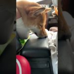 【柴犬】車で熟睡する犬#柴犬 #かわいい #かわいい #癒し #睡眠