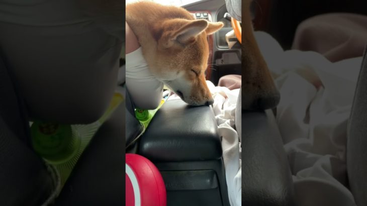 【柴犬】車で熟睡する犬#柴犬 #かわいい #かわいい #癒し #睡眠
