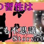 【スピリチュアル】猫は変わったものを持っていてとってもかわいいです。『魔法のニベルセーヌ』