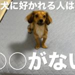 犬の行動のスピリチュアル的意味【好かれる人・吠えられる人・噛まれる人・嫌われる人】