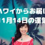 11月14日の運気／ハワイのスピリチュアルカウンセラーエリー
