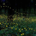 今を生きる／マインドフルネス／ティク・ナット・ハン師／Mindfulness 2022