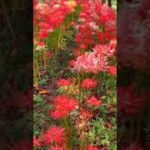 美しい花が咲くのを見て、リラックスして瞑想して癒してください#Shorts