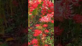 美しい花が咲くのを見て、リラックスして瞑想して癒してください#Shorts