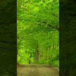 美しい鳥のさえずり、リラックスできるストレス解消、癒しの瞑想#Shorts #10