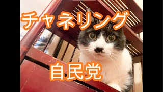 チャネリング　自民党