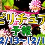エネルギーに敏感な人のための週間スピリチュアルエネルギー予報12/13(月)～12/19(日)