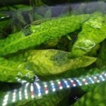 【切り抜き】水草スピリチュアル【“Roots”水草配信】