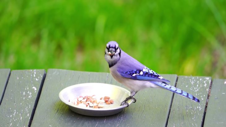秋に聴ける癒しの音楽集♡瞑想音楽-癒しの音楽-ストレス解消音-リラクゼーション音楽