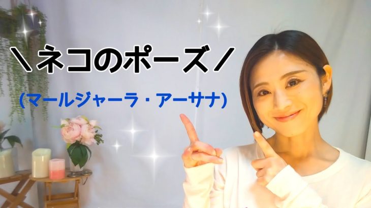 丁寧な身体の使い方で❇️効果的にヨガを深めよう！！＼ネコのポーズ／(マールジャーラ・アーサナ)