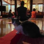 お寺でヨガが人気で嬉しい。飼い猫のサラも毎回参加！😆