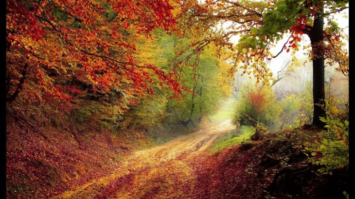 15分 朝のマインドフルネス瞑想｜心を整える誘導瞑想｜不安やストレスを軽減