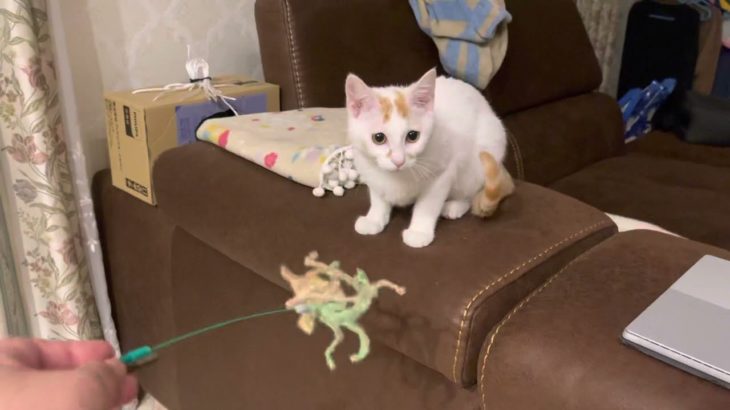 【657日目】猫ってスピリチュアルとのつながりがありますよね【ぼっち動画】