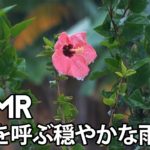 【ASMR/ 雨音】睡眠を呼ぶ穏やかな雨音 | 雨の音、ストレス解消、リラクゼーション、自然 | 睡眠、リラックス、癒しの音【環境音bgm】Relaxing Rain sounds