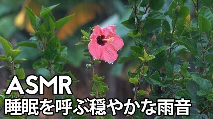【ASMR/ 雨音】睡眠を呼ぶ穏やかな雨音 | 雨の音、ストレス解消、リラクゼーション、自然 | 睡眠、リラックス、癒しの音【環境音bgm】Relaxing Rain sounds