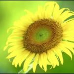 自然 瞑想 ヒーリング,Zen Music,Nhạc thư giản