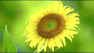 自然 瞑想 ヒーリング,Zen Music,Nhạc thư giản