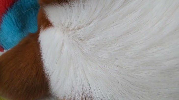 睡眠動画 Zzz 安眠 癒し 寝る