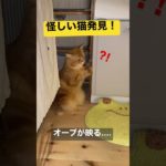 スピリチュアルな出来事です！！猫を撮っていたらオーブらしきものが映り込んでいました！猫がそれを目で追っているように見える瞬間があるのでご覧ください#shorts