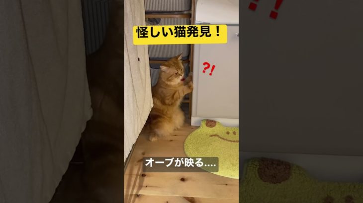 スピリチュアルな出来事です！！猫を撮っていたらオーブらしきものが映り込んでいました！猫がそれを目で追っているように見える瞬間があるのでご覧ください#shorts