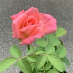 マインドフルネスで魔法の石を味わう瞑想