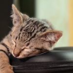 【自然を感じる睡眠用BGM】眠りへ誘う癒やしの音楽｜寝不足解消・リラックス・若返り効果