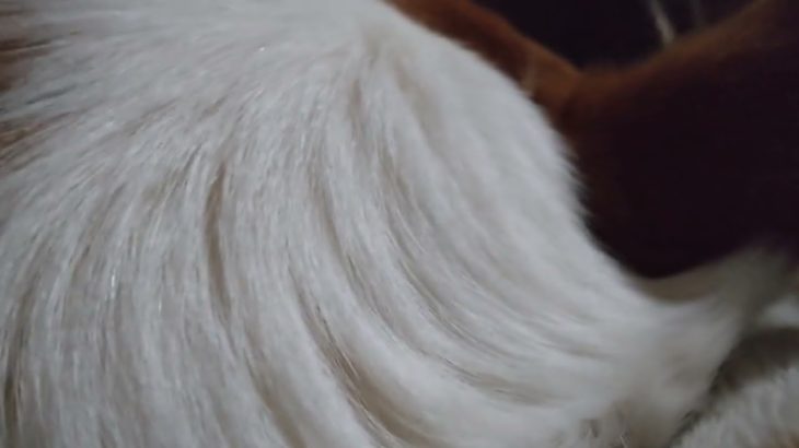 犬の寝息サウンド 【BGM】 Zzz いびき 睡眠 癒し