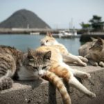 【ヒーリング】睡眠導入＆作業用フリーBGM集リラックス癒しミュージック【傑作選2022】