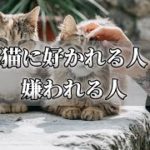 猫に好かれやすい人の性格やスピリチュアルな特徴！嫌われやすい人との違いは？【チャンネルダイス】音声付き