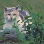 呼んだ？  にゃんこの マイウェイ 猫 マインドフルネス 🐈 ゆっくり 聞き流し ASMR リラックス 快眠 睡眠