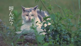 呼んだ？  にゃんこの マイウェイ 猫 マインドフルネス 🐈 ゆっくり 聞き流し ASMR リラックス 快眠 睡眠